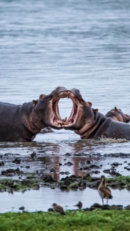Zimbabwe, hippos Wallpaper 1080x1920
