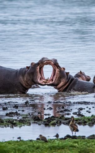 Zimbabwe, hippos Wallpaper 1752x2800