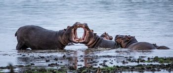 Zimbabwe, hippos Wallpaper 2560x1080