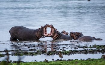 Zimbabwe, hippos Wallpaper 2560x1600