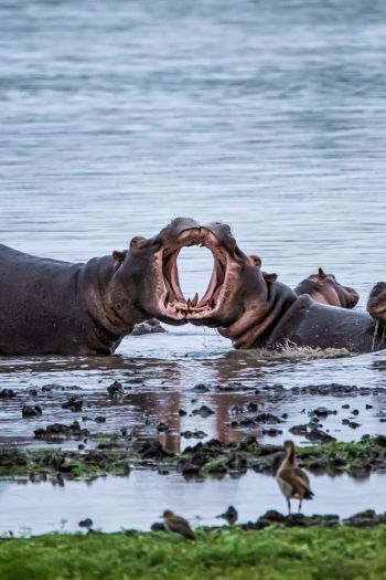 Zimbabwe, hippos Wallpaper 640x960