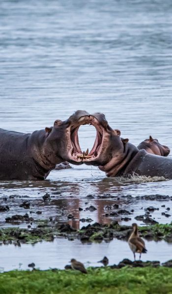 Zimbabwe, hippos Wallpaper 600x1024