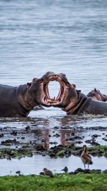 Zimbabwe, hippos Wallpaper 640x1136