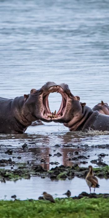 Zimbabwe, hippos Wallpaper 720x1440