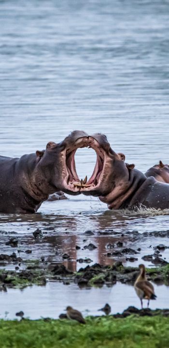 Zimbabwe, hippos Wallpaper 1080x2220