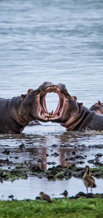 Zimbabwe, hippos Wallpaper 720x1520