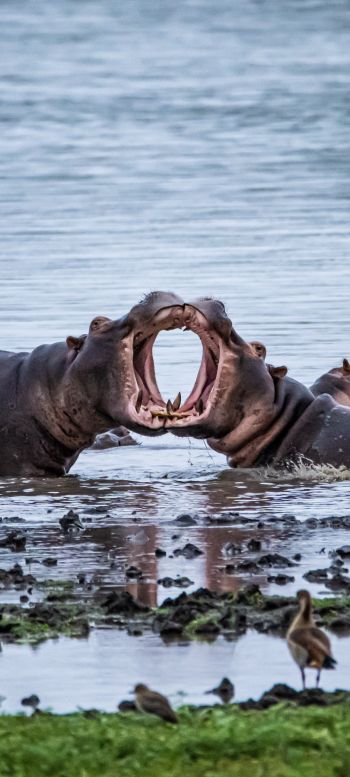 Zimbabwe, hippos Wallpaper 1080x2400