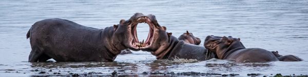 Zimbabwe, hippos Wallpaper 1590x400