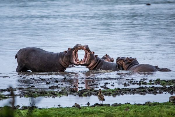 Zimbabwe, hippos Wallpaper 6418x4279