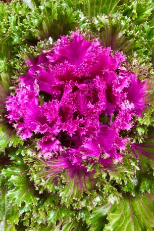 cabbage, vegetable Wallpaper 640x960