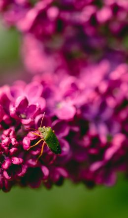 flowers, insect Wallpaper 600x1024