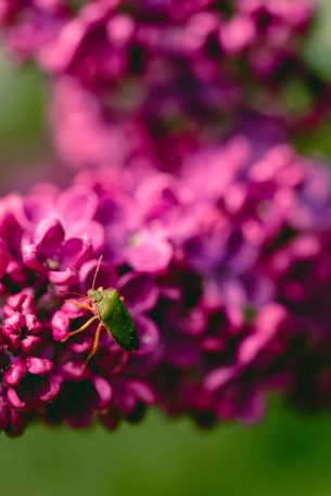 flowers, insect Wallpaper 640x960