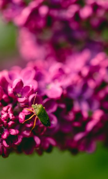 flowers, insect Wallpaper 1200x2000