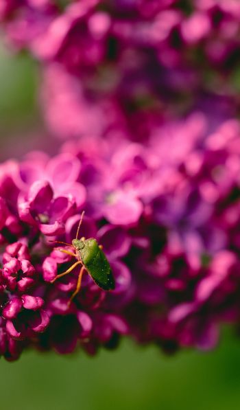 flowers, insect Wallpaper 600x1024
