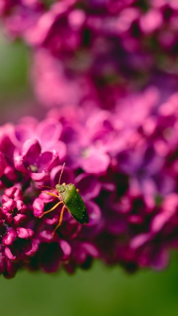 flowers, insect Wallpaper 640x1136