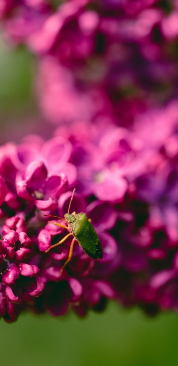 flowers, insect Wallpaper 1440x2960