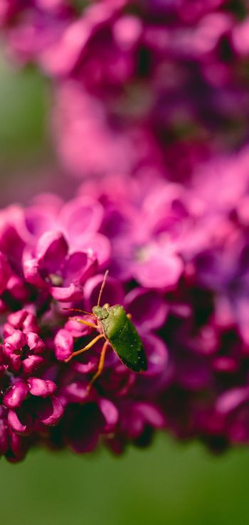 flowers, insect Wallpaper 720x1520