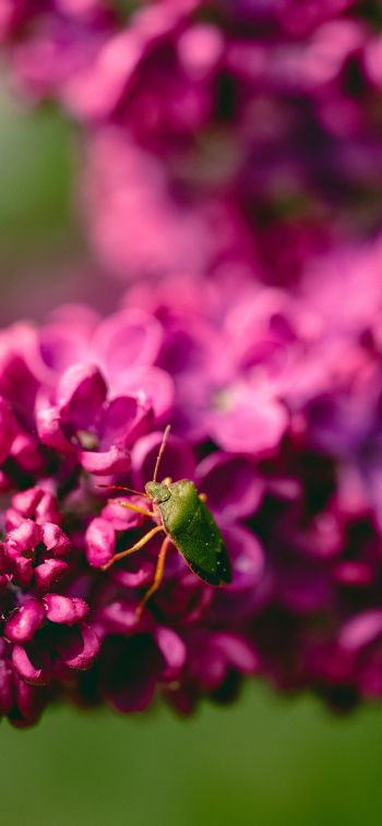 flowers, insect Wallpaper 1170x2532