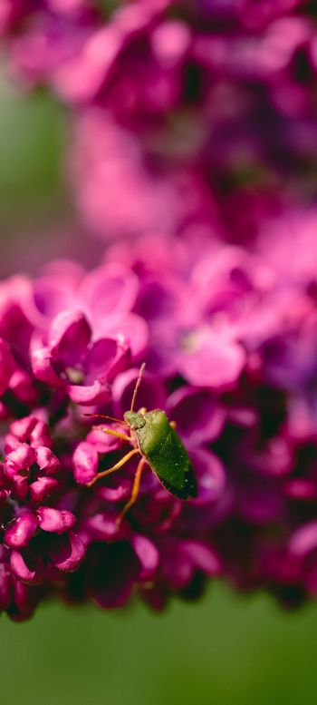 flowers, insect Wallpaper 1440x3200