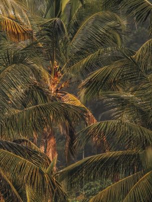 sunset, palm tree Wallpaper 1668x2224