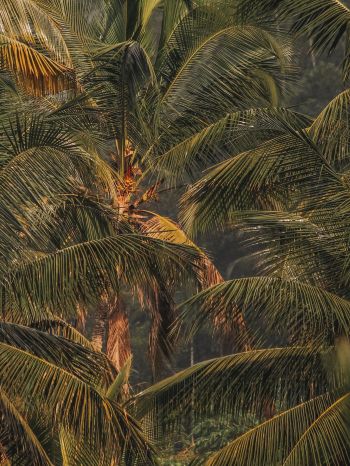 sunset, palm tree Wallpaper 1620x2160