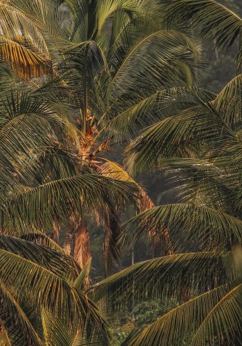 sunset, palm tree Wallpaper 1668x2388