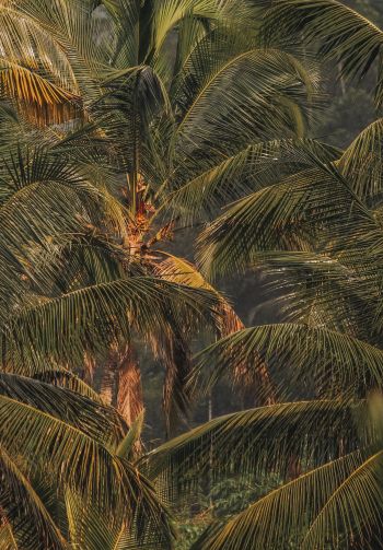 sunset, palm tree Wallpaper 1640x2360