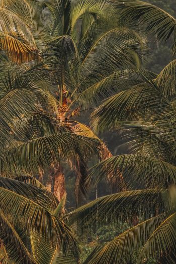 sunset, palm tree Wallpaper 640x960