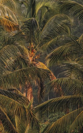 sunset, palm tree Wallpaper 1752x2800