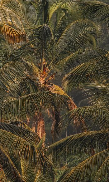 sunset, palm tree Wallpaper 1200x2000