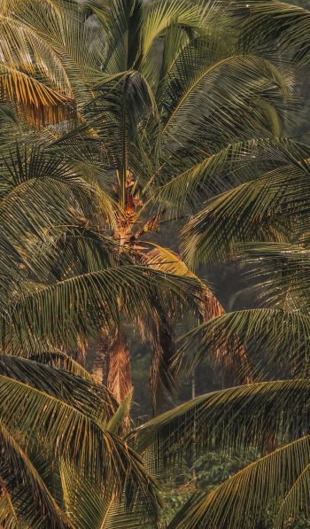 sunset, palm tree Wallpaper 600x1024