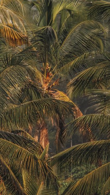 sunset, palm tree Wallpaper 640x1136