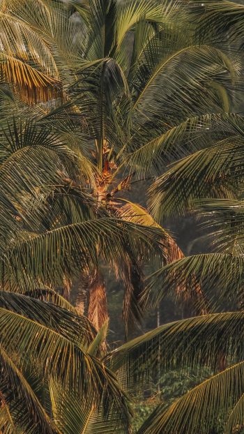 sunset, palm tree Wallpaper 750x1334