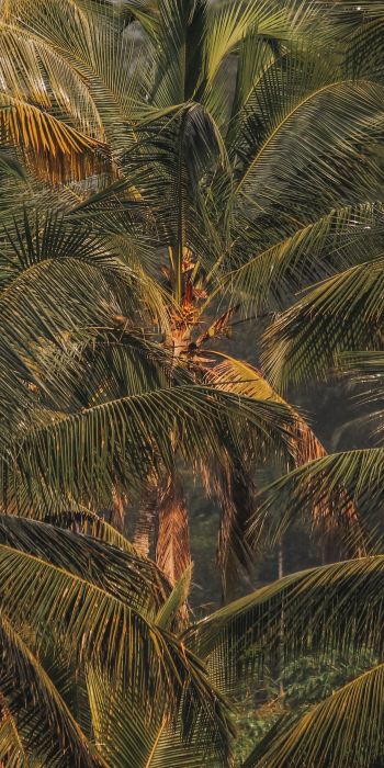 sunset, palm tree Wallpaper 720x1440