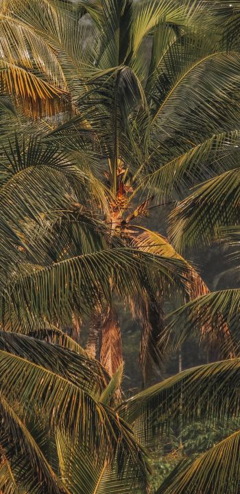 sunset, palm tree Wallpaper 1080x2220