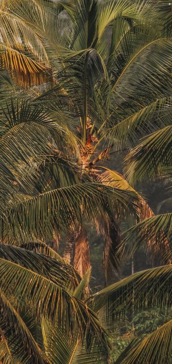 sunset, palm tree Wallpaper 1080x2280