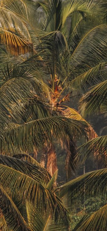 sunset, palm tree Wallpaper 828x1792