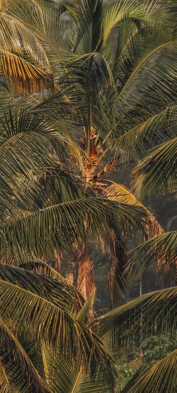 sunset, palm tree Wallpaper 720x1600
