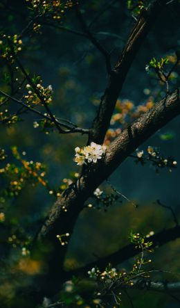 tree, bloom Wallpaper 600x1024