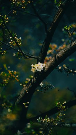 tree, bloom Wallpaper 640x1136