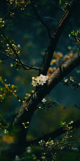 tree, bloom Wallpaper 720x1440