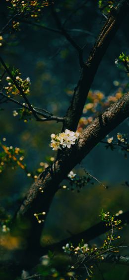 tree, bloom Wallpaper 1080x2340