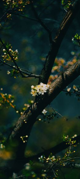 tree, bloom Wallpaper 720x1600