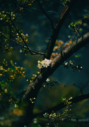 tree, bloom Wallpaper 1668x2388