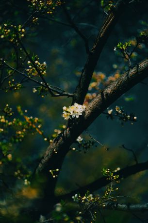 tree, bloom Wallpaper 640x960