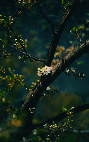 tree, bloom Wallpaper 1752x2800