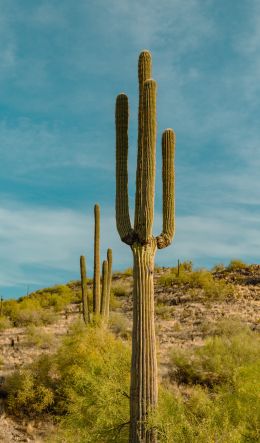 big cactus, desert area Wallpaper 600x1024