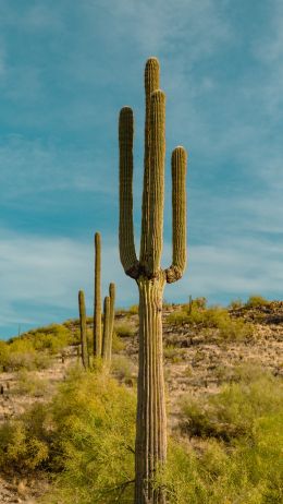 big cactus, desert area Wallpaper 1440x2560