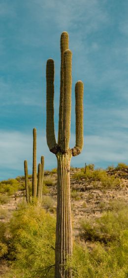 big cactus, desert area Wallpaper 1125x2436