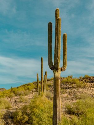 big cactus, desert area Wallpaper 2048x2732